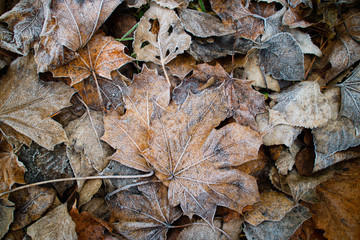 leaves covered with hoarfrost