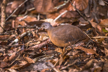 Tururim (Crypturellus soui) | Little Tinamou photographed in Linhares, Espírito Santo - Southeast of Brazil. Atlantic Forest Biome.