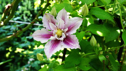 Clematis Piilu