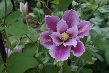 clematis piilu puple white