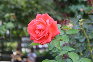 Pink color Roses Background