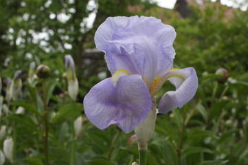 iris purple