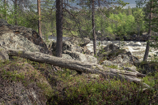 Fototapeta Old log in forest near river
