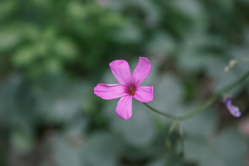 Pink Oxalis Rosea