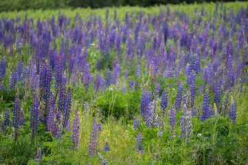 Fototapeta premium Field of Lupine in the Alps