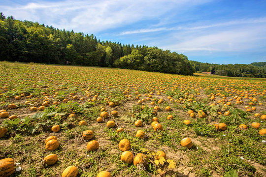 Typical styrian pumpkin field