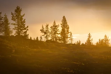 Gardinen Wälder Golden hour in Lapland forest in Finland  © tommitt