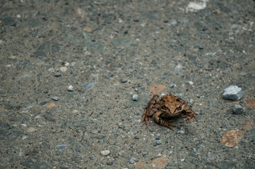 Brown frog on a dirt road