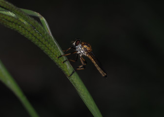 Dragonfly clinging to piece of grass