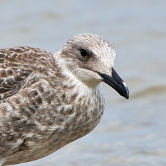 Obraz premium Portrait of a common gull