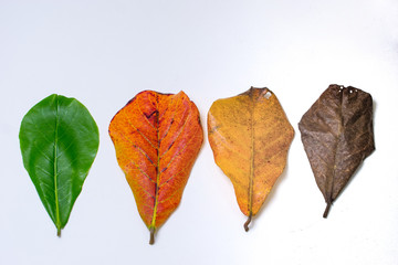 autumn leaves isolated on white background