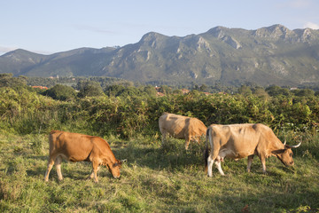 Cows at Bufones de Pria; Austurias