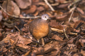 Tururim (Crypturellus soui) | Little Tinamou photographed in Linhares, Espírito Santo - Southeast of Brazil. Atlantic Forest Biome.