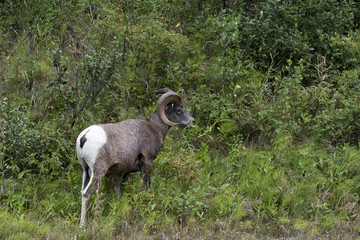Rocky Mountain Sheep