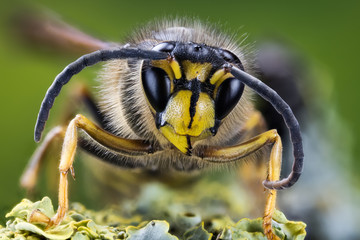 European Hornet, Hornet, Wasp, Vespa crabro