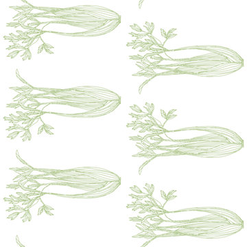 Celery plant pattern. Vector seamless pattern with hand drawn illustration.