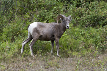Naklejka premium Rocky Mountain Sheep