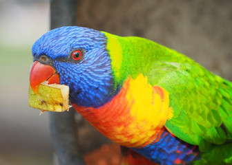 Rainbow Lorikeet eating
