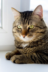 Portrait of a cat