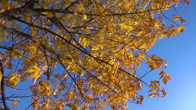 Golden tree with yellow leaves moving against blue sky