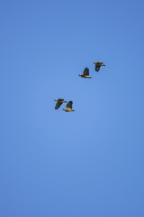 Curica (Amazona amazonica) | Orange-winged Parrot photographed in Linhares, Espírito Santo - Southeast of Brazil. Atlantic Forest Biome.