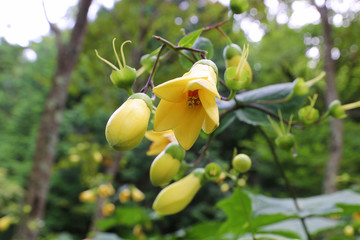 キレンゲショウマ