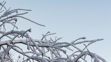 Fresh snow on the trees in Farellones village, s ski resort in Chile