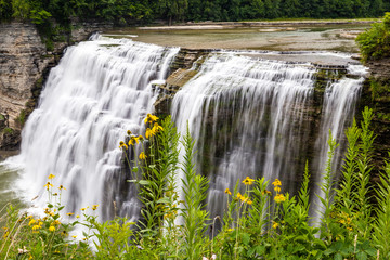 Wild Flowers Along Gorge Near Middle Falls, Letchworth State Park