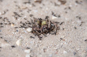 Large spider carcass being devoured by small black ants