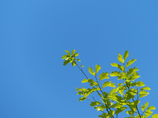 The branch of green tree on the blue sky background.