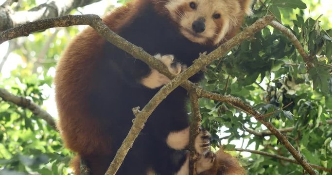 Endangered species Red panda also known as the lesser panda or red bear-cat