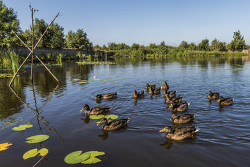 Ducks on Lake