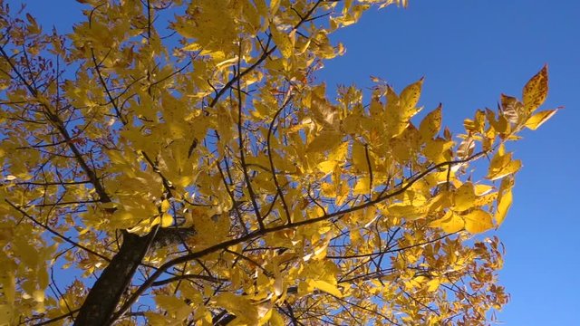 Autumn tree with golden leaves at blue sky