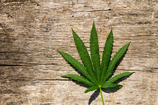 Green cannabis leaf on wooden background