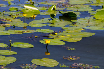 Yellow water flowers (Nuphar Lutea)