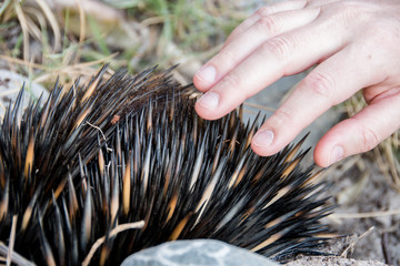 Hand reaching out to touch spikes of echidna