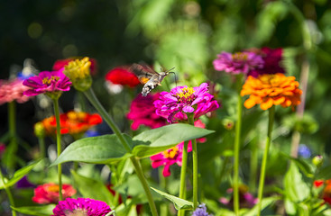 flowers with insects