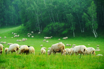 Obraz na płótnie Canvas Sheep feeding on grassland