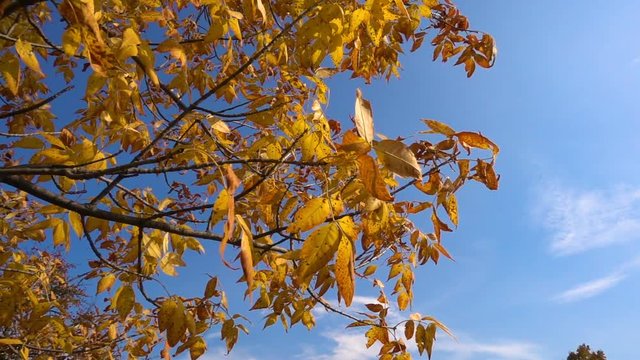 Tree with golden leaves moving against blue sky