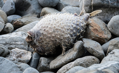 Bloated puffer fish lying dead on rocky shore
