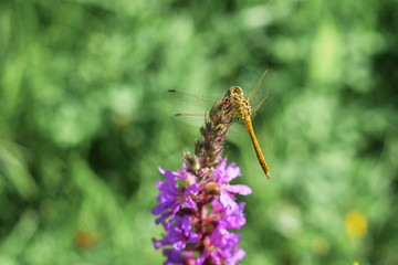 dragonfly on a lilac flower