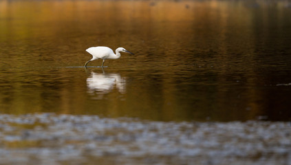 Little white heron standing in water