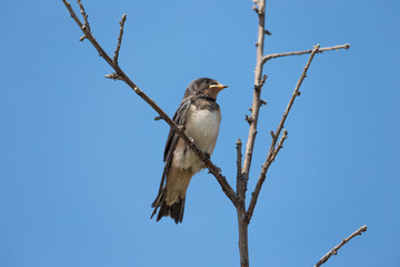 Fototapeta premium Beautiful swallow resting on a tree branch
