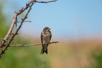 Beautiful swallow resting on a tree branch