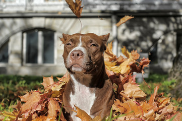 Brown pitbull on autumn leaf background.