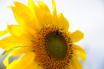 wild bees and bumblebee pollinating a sunflower closeup