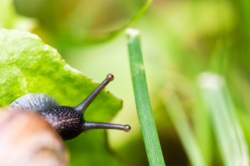 Small snail crawling on green leaf
