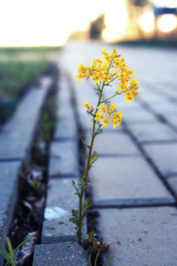 small flower growing through the paving stone at sunset