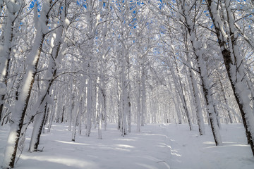 Winter in the mountains