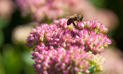 Biene beim Pollen sammeln